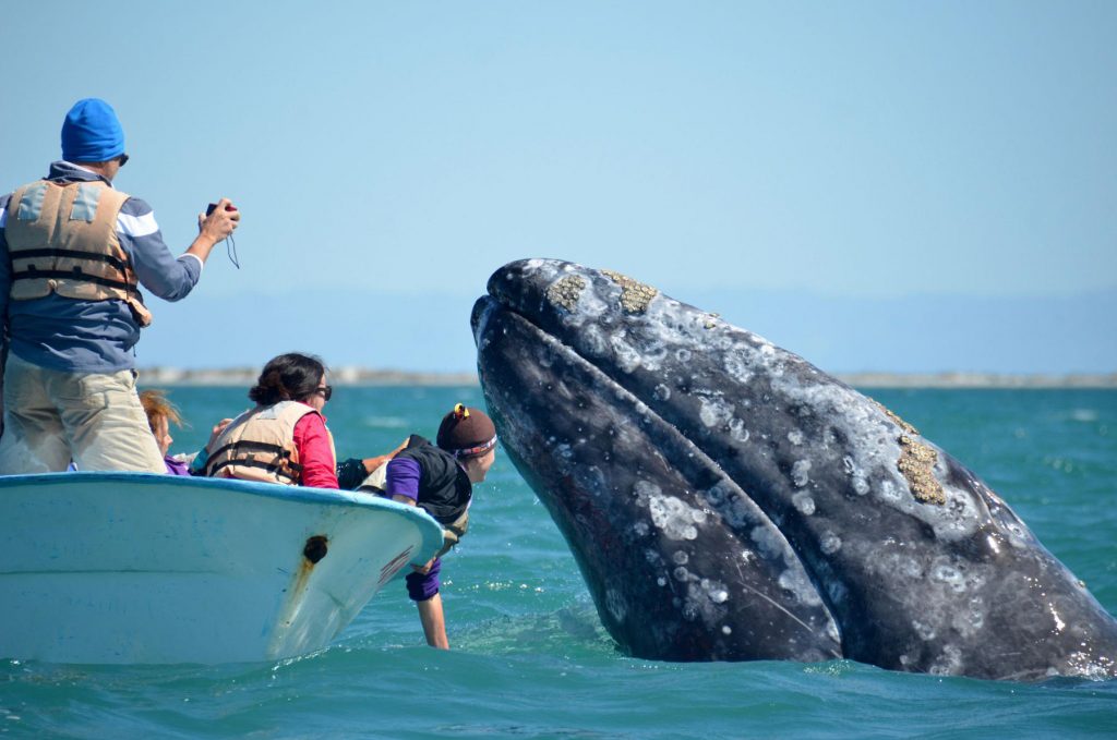 gray whales san ignacio lagoon