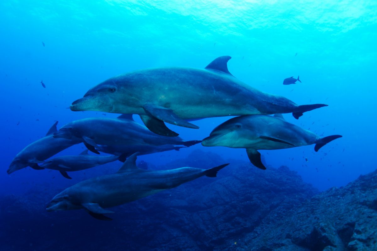 Dolphins in the Sea of Cortez