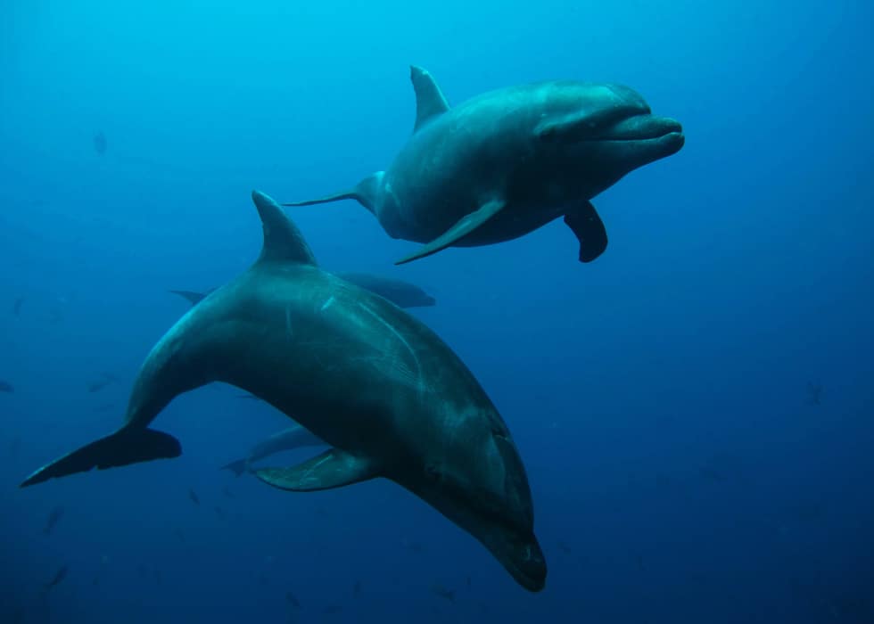 big animal diving, dolphins Socorro