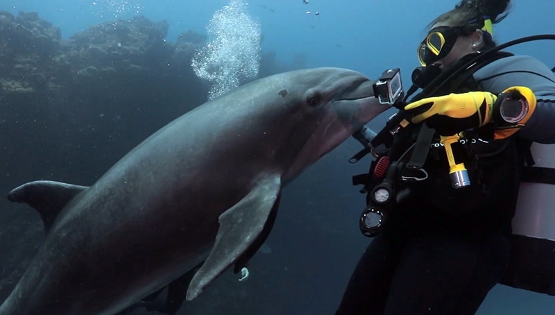 Playing with a bottlenose dolphin