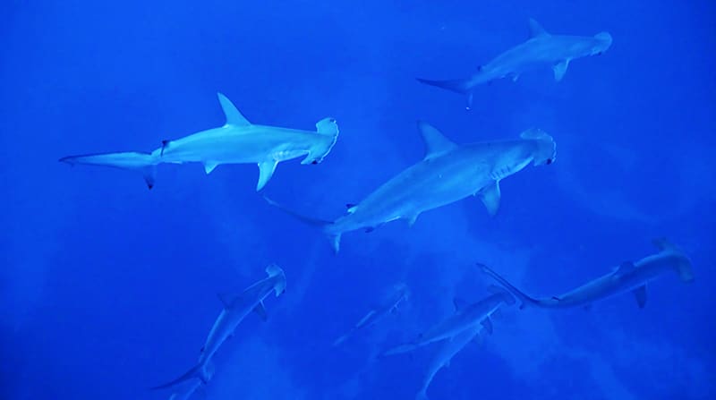 Hammerheads Sharks and close Manta Encounters