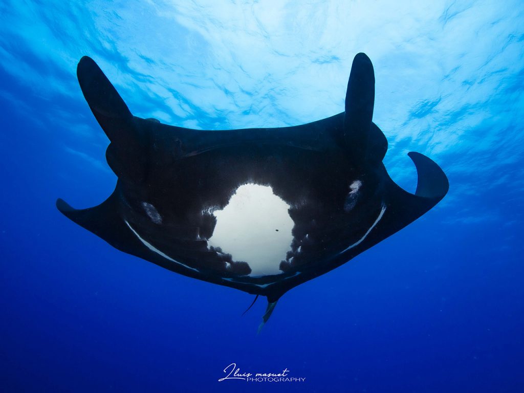 manta ray