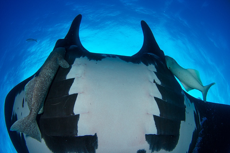 manta ray at Isla Socorro