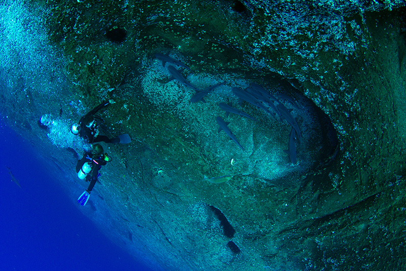 white tip sharks resting at Isla Socorro