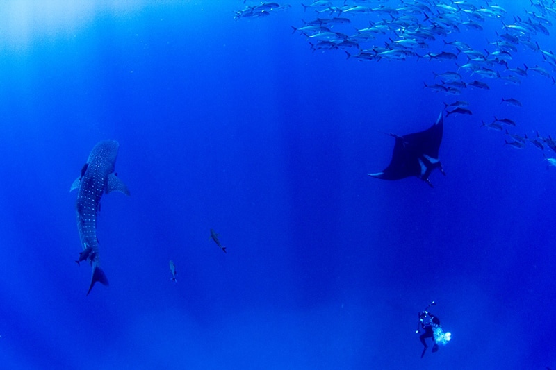 whale sharks and manta rays in isla Socorro