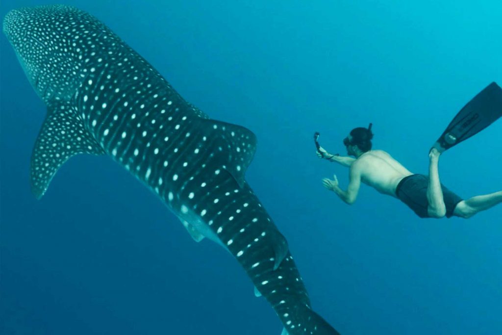 whale shark sea of cortez