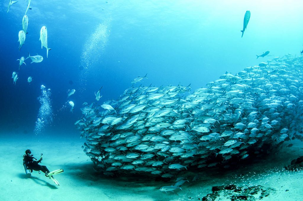 sea of cortez diving