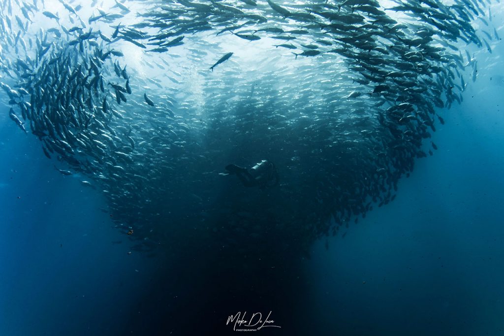 diving Sea of Cortez