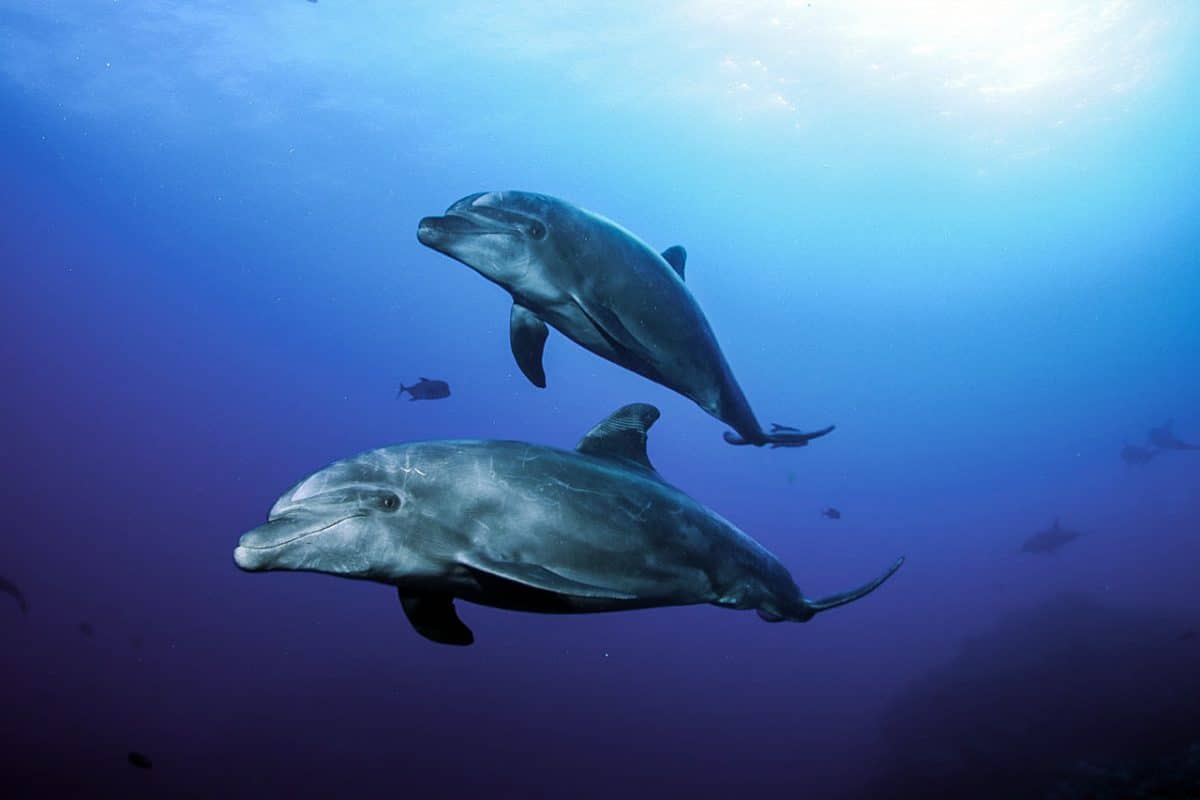 Dolphins at Roca Partida