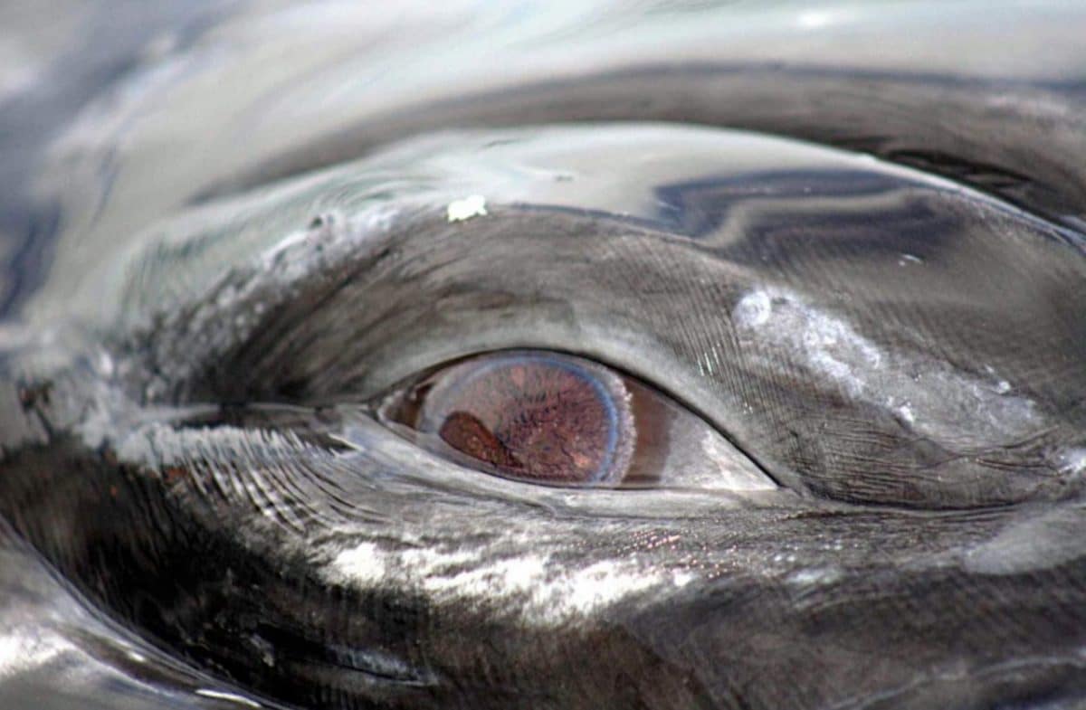 Gray Whale Eye, close-ups at San Ignacio Lagoon