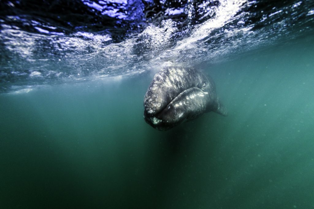 Gray Whale Baja - Migration from Alaska to Mexico
