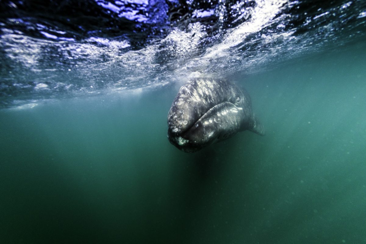 Gray Whale Watching in Baja