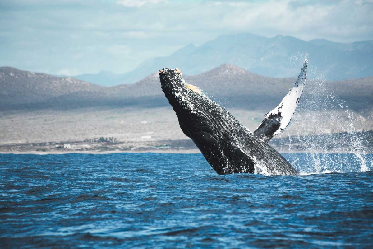 Intimate moment with Humpback Whales