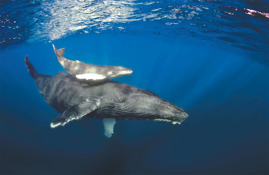 diving and adventure humpback whales