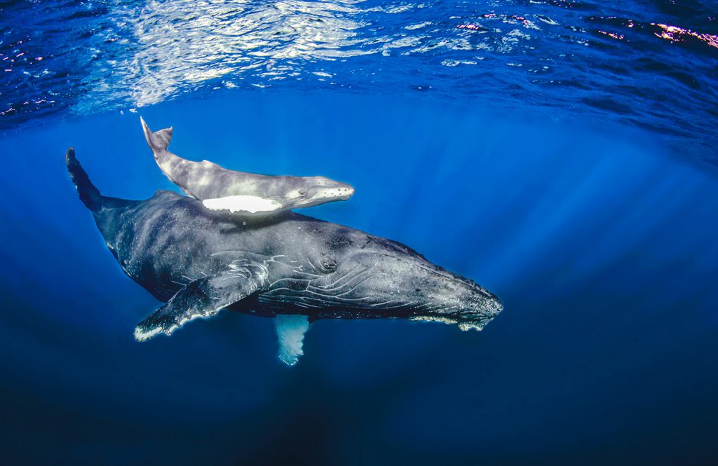 humpback whale mother and calf