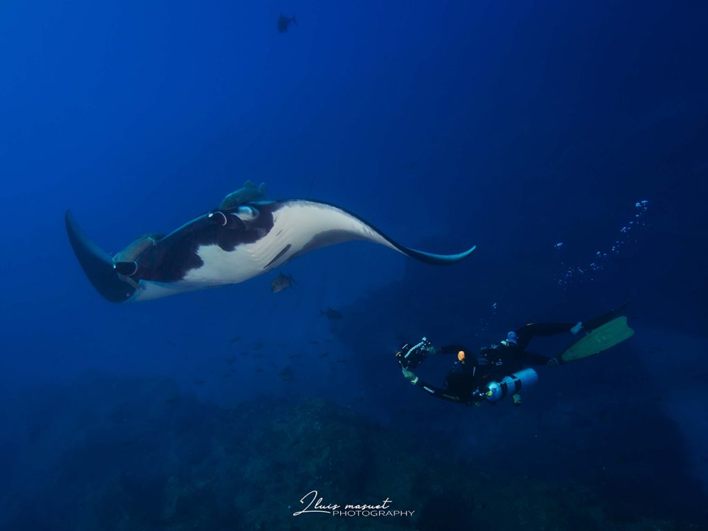 manta ray Socorro