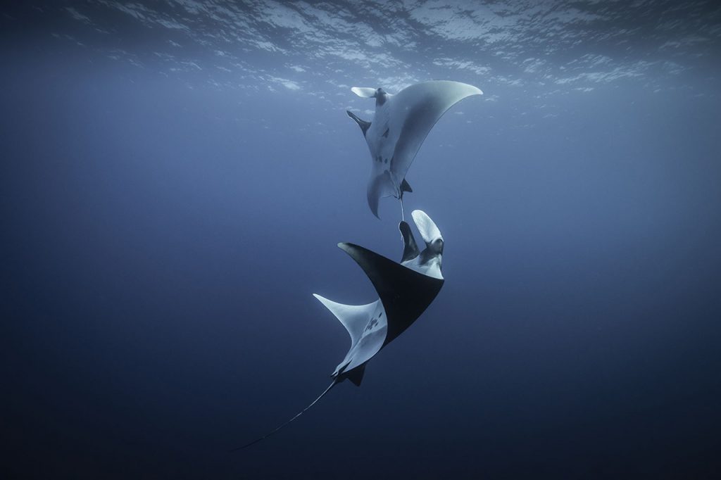 manta rays Socorro