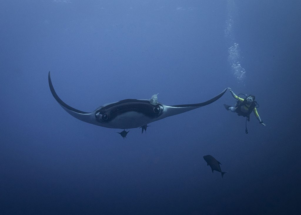 manta ray with diver Socorro