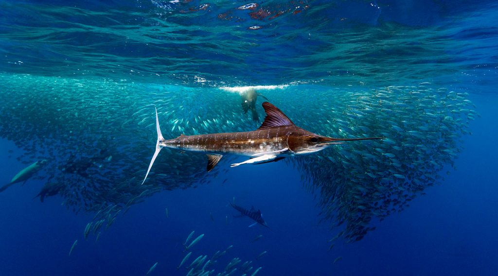 Mexico sardine run