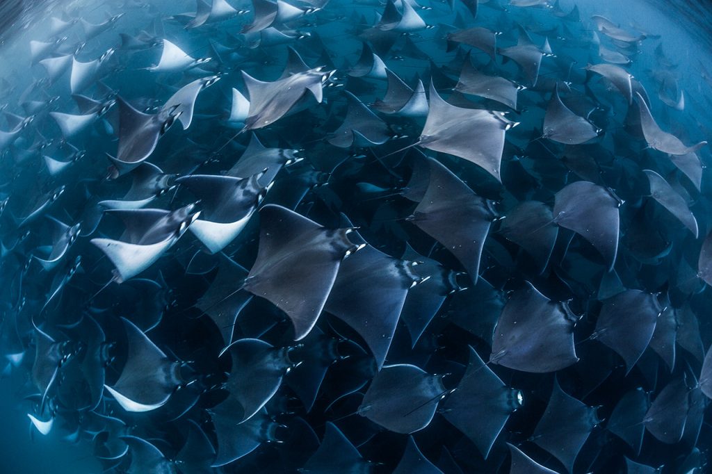 mobula ray migration sea of cortez