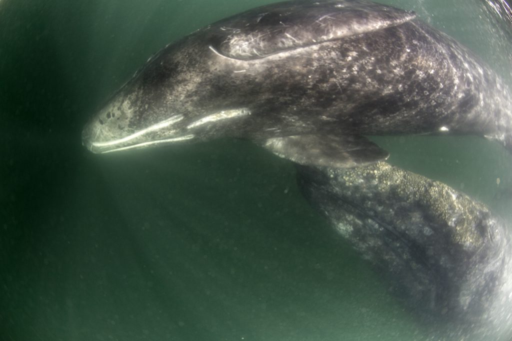 newborn gray whale 