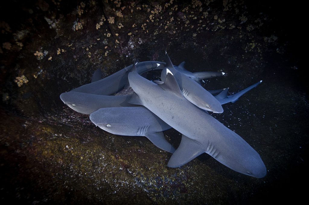 white tip shark pile up Socorro