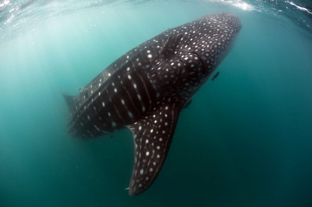 whale shark sea of cortez