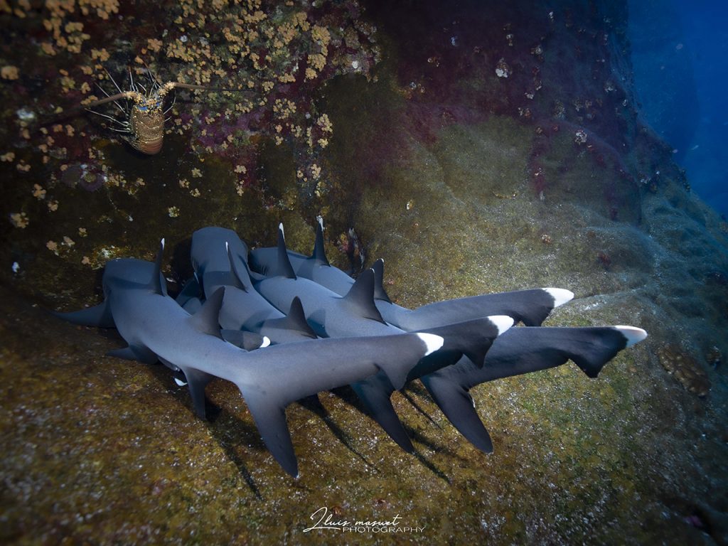 white tip sharks Socorro