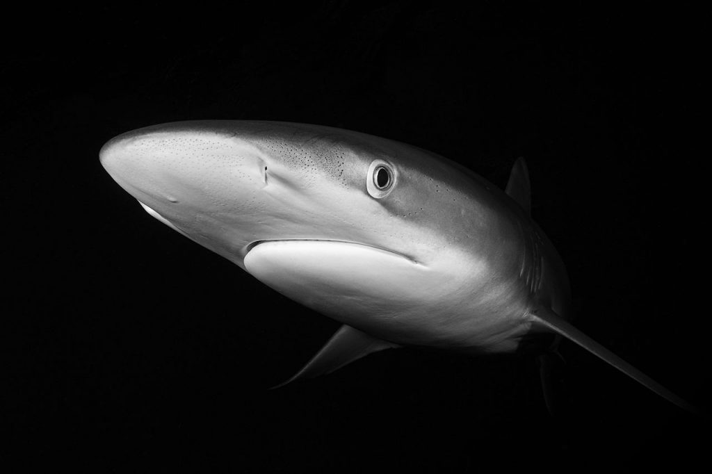 silky shark night diving