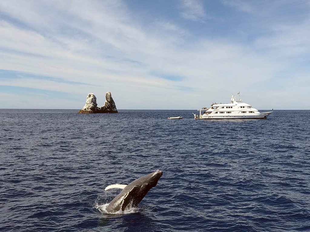 mexico humpback whales breaching