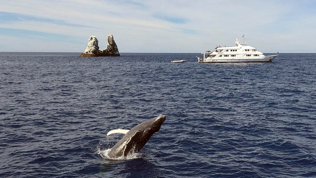 mexico humpback whales