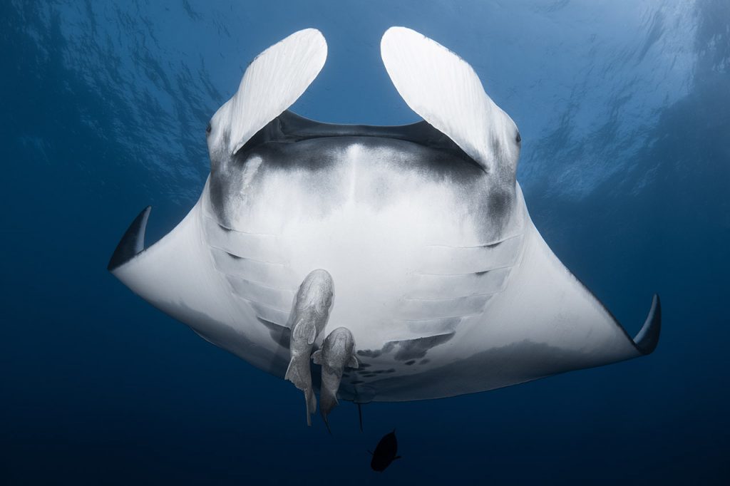 https://d1qf26eatmkhar.cloudfront.net/wp-content/uploads/2021/02/majestic-manta-ray-1024x682.jpg