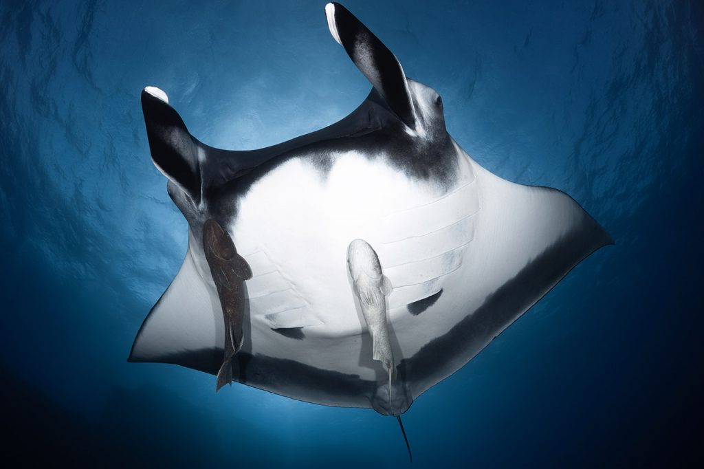 manta ray