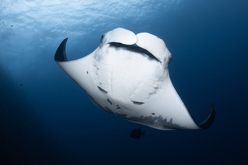 manta ray belly