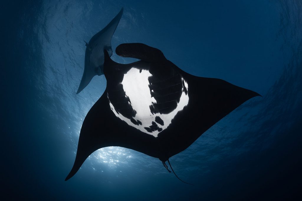 manta rays Socorro