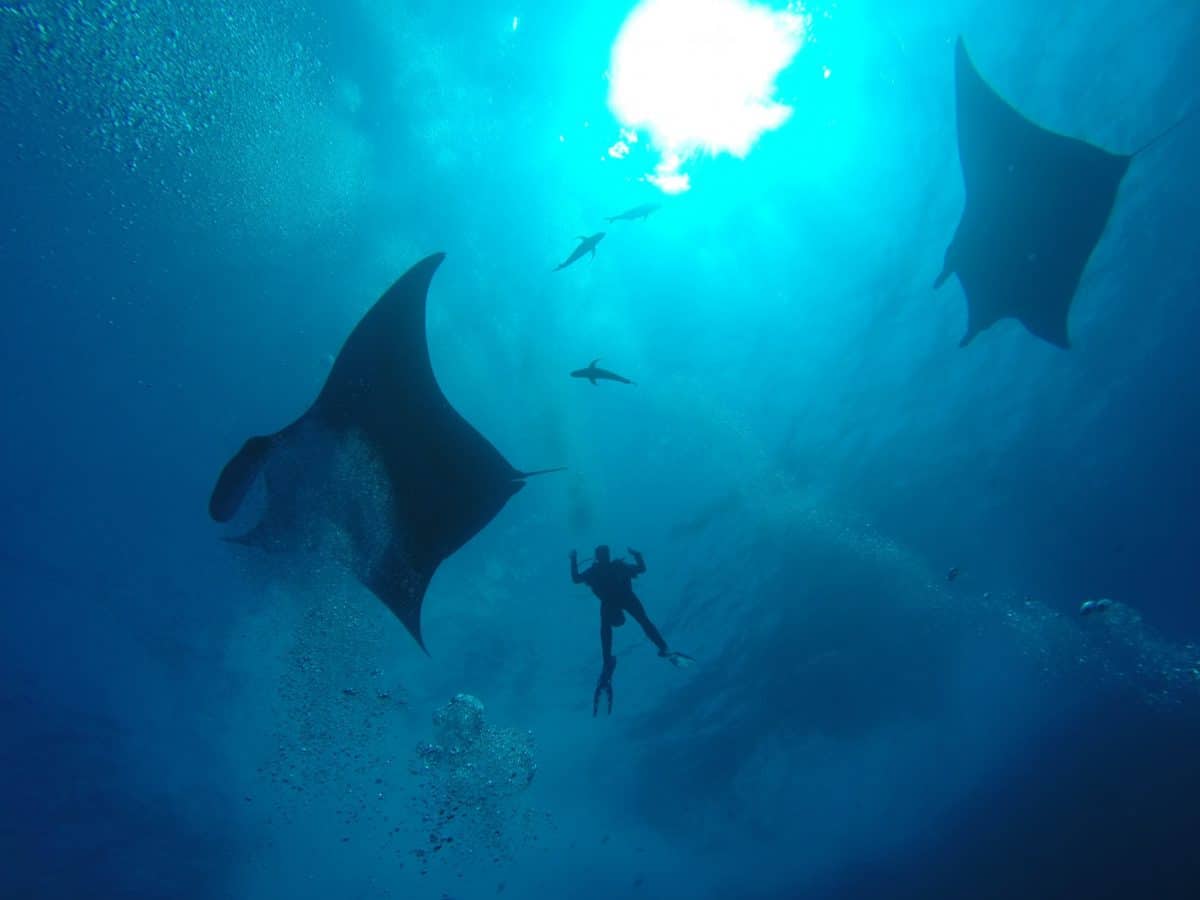 Roca Partida Is the Best Diving Spot in the World