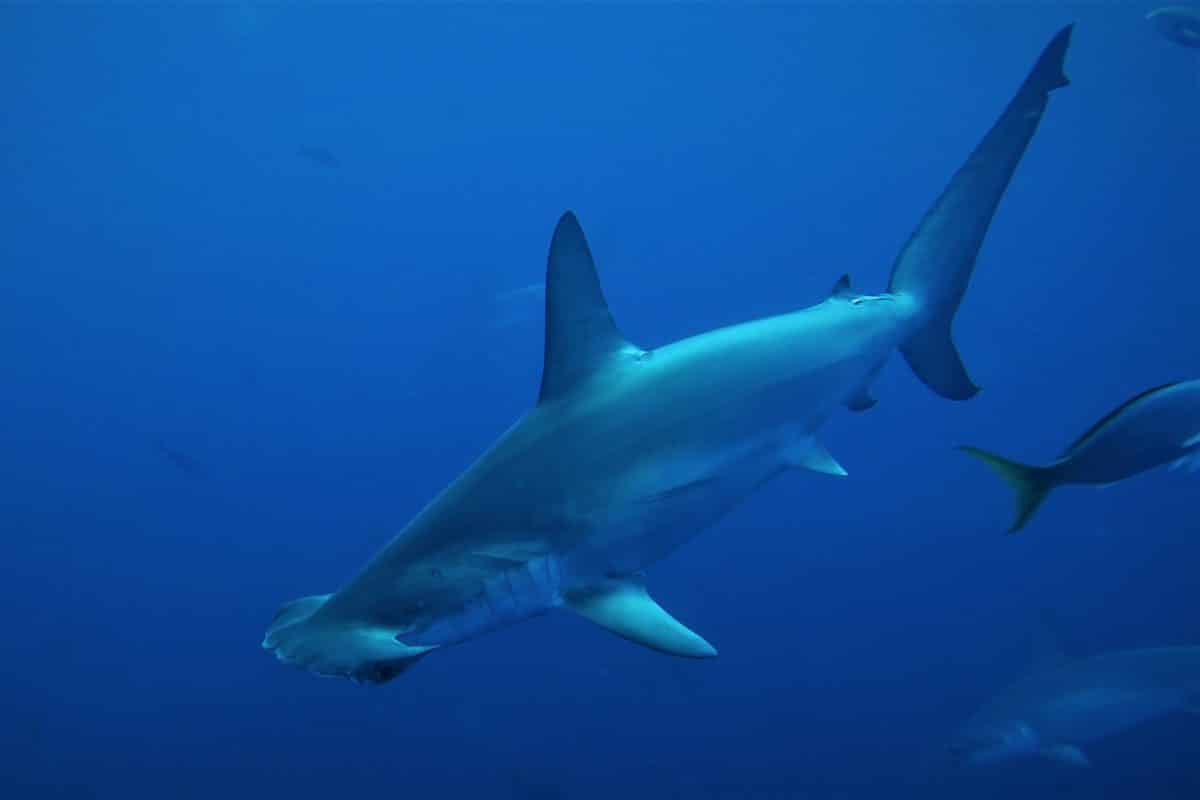 Hammerhead shark socorro diving