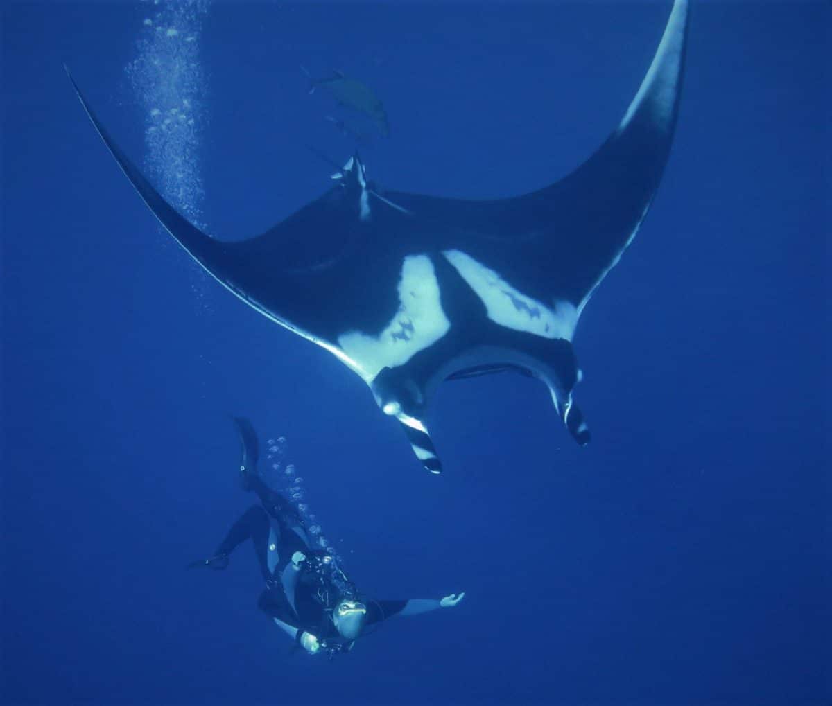 Scuba Diving with Manta Ray