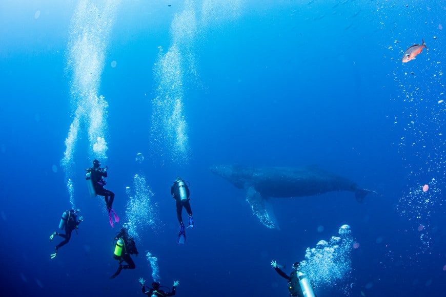 Scuba Diving with Humpback Whale