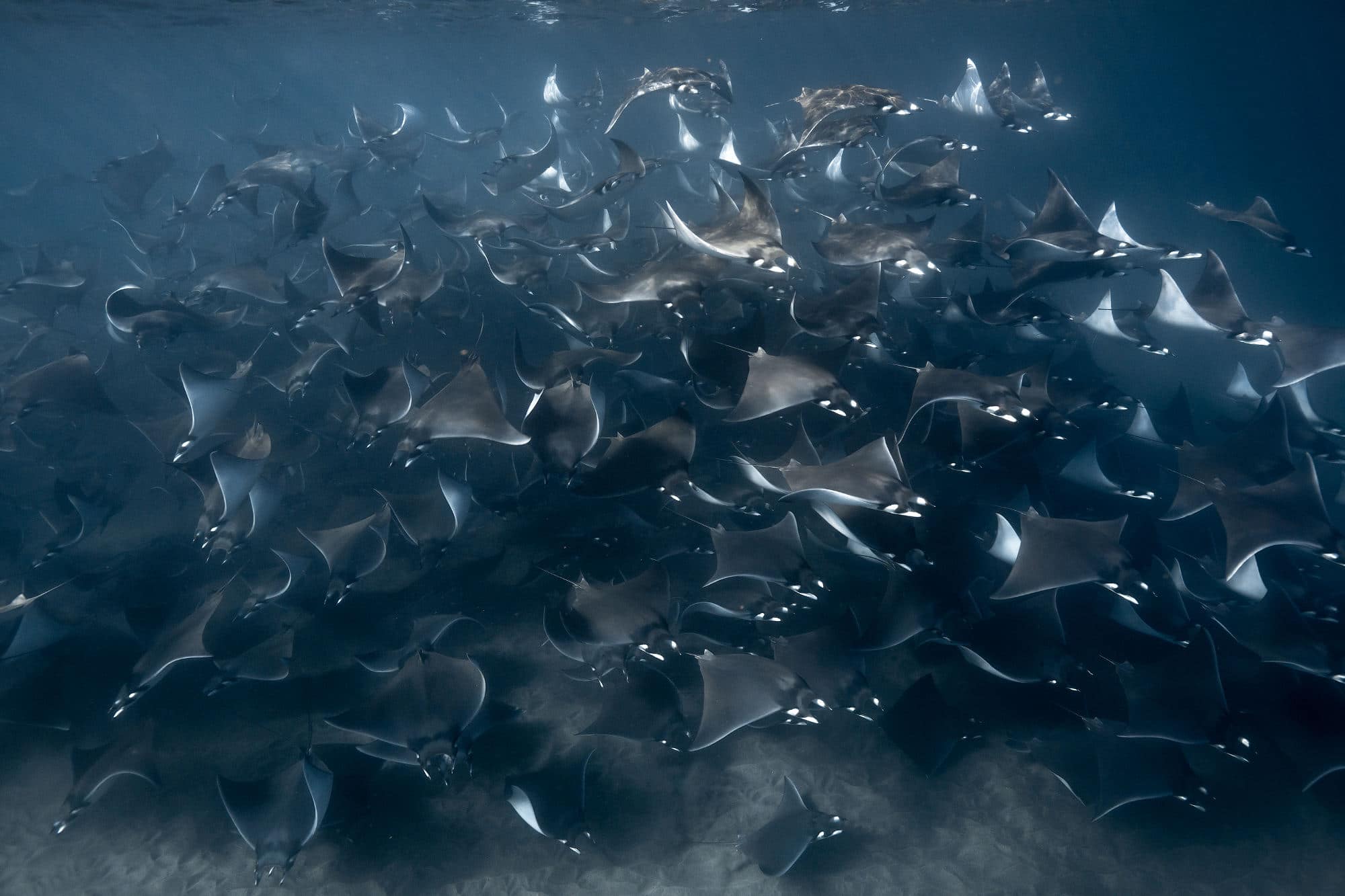 Orca Sea of Cortez