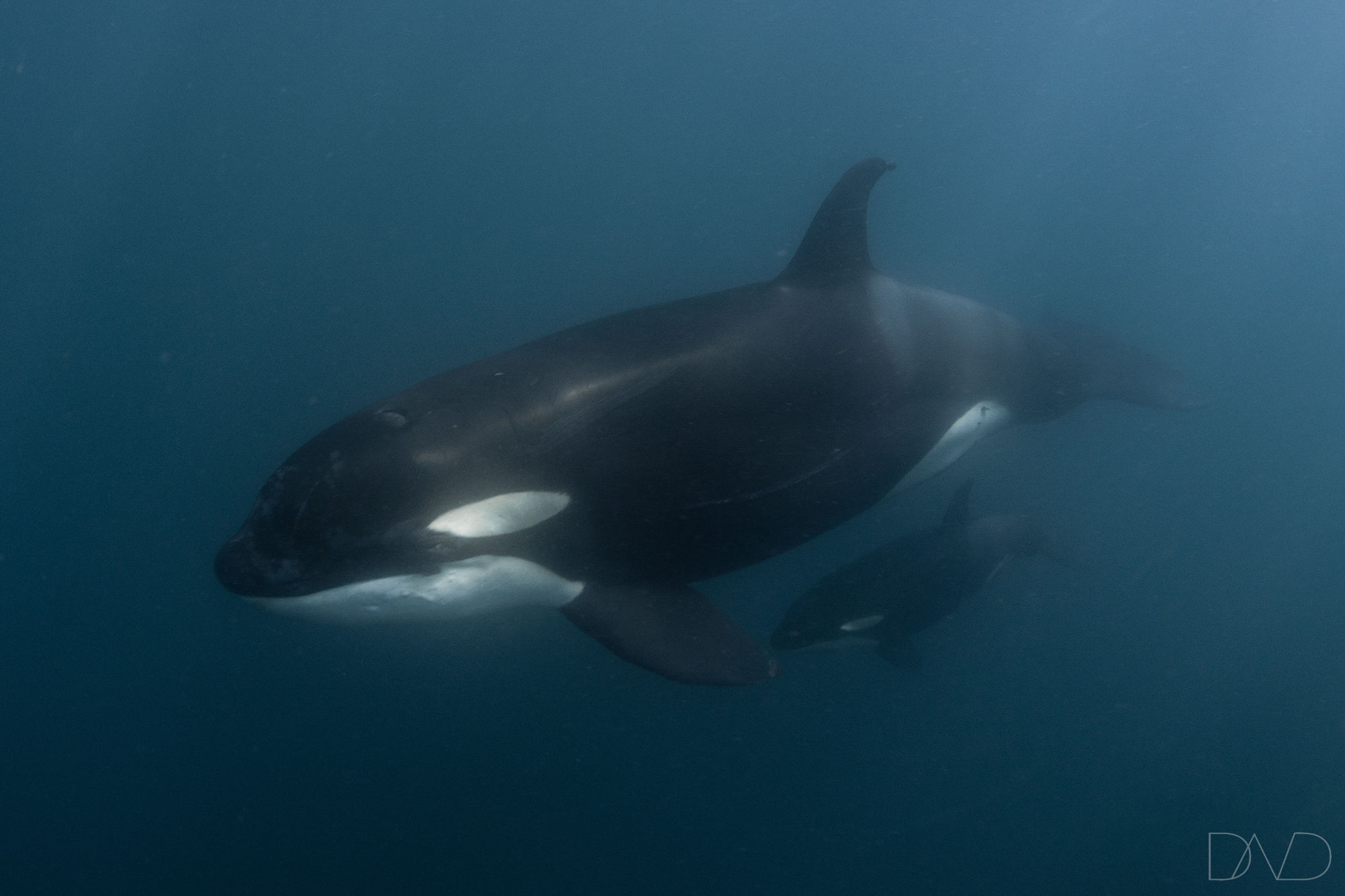 Pod of orcas Sea of Cortez