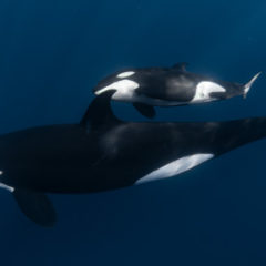 Orca Free Diving