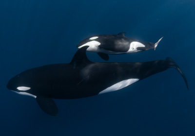 Orca Free Diving