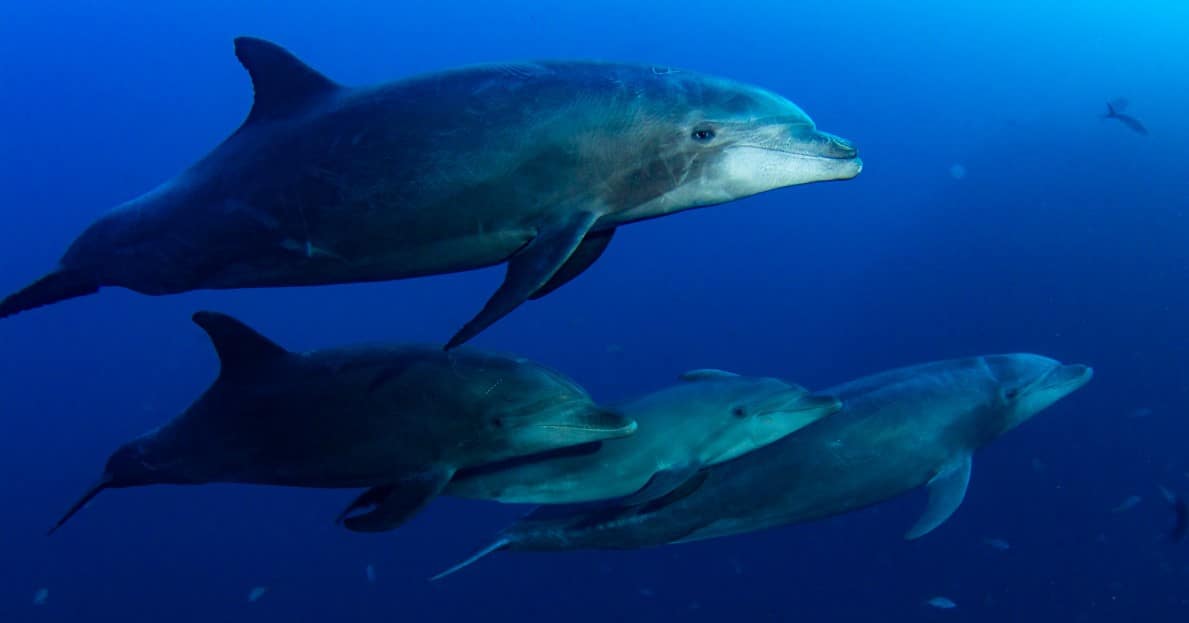 Dolphins Socorro Diving