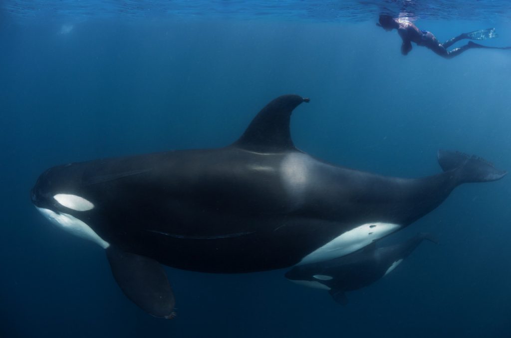Free diving with Orcas