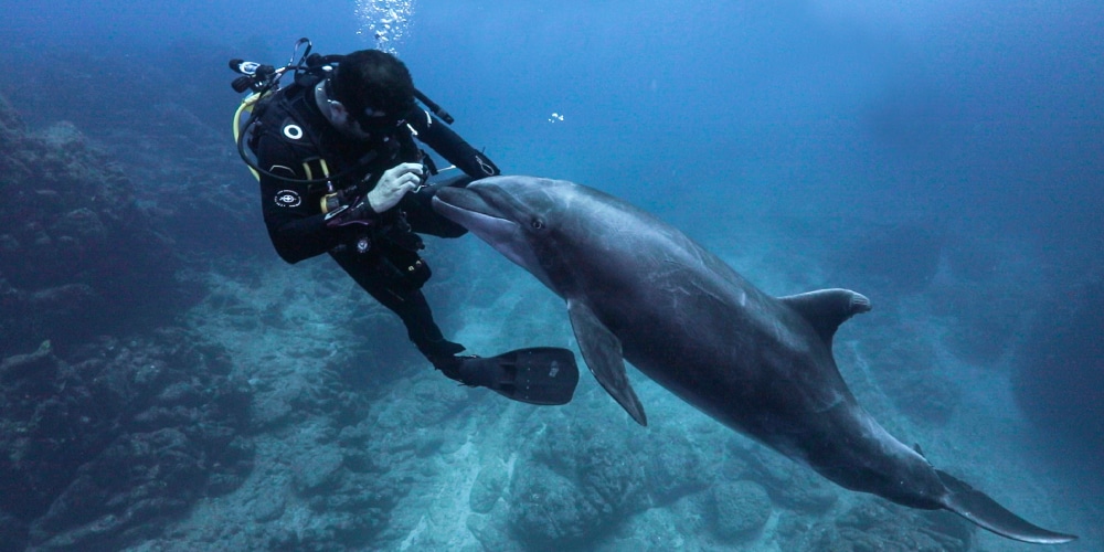 Dolphin Encounter at Socorro and Sea Life’s Greatness