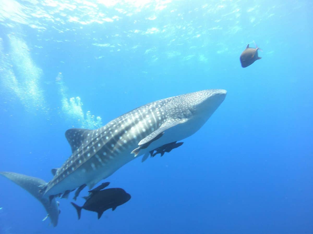 Whale shark, Baja California