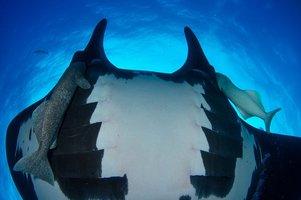 manta ray belly