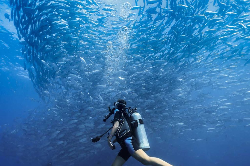 diving sea of cortez