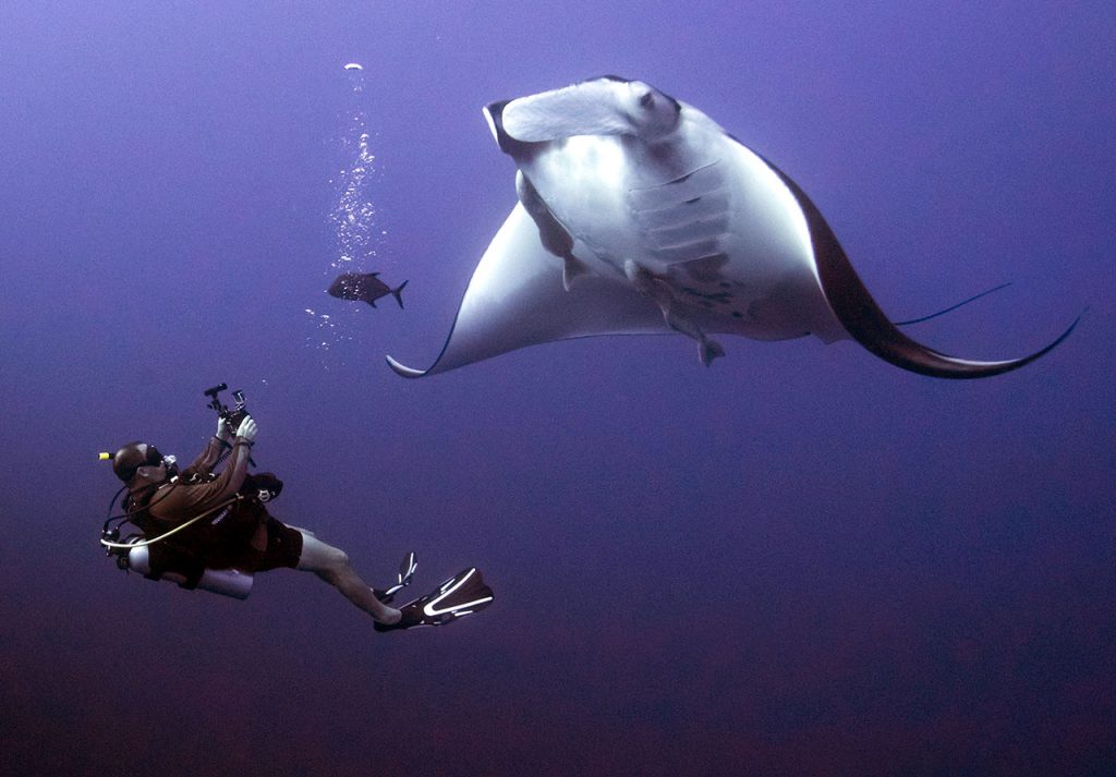 diving manta ray